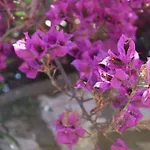 La Bouganville Capri